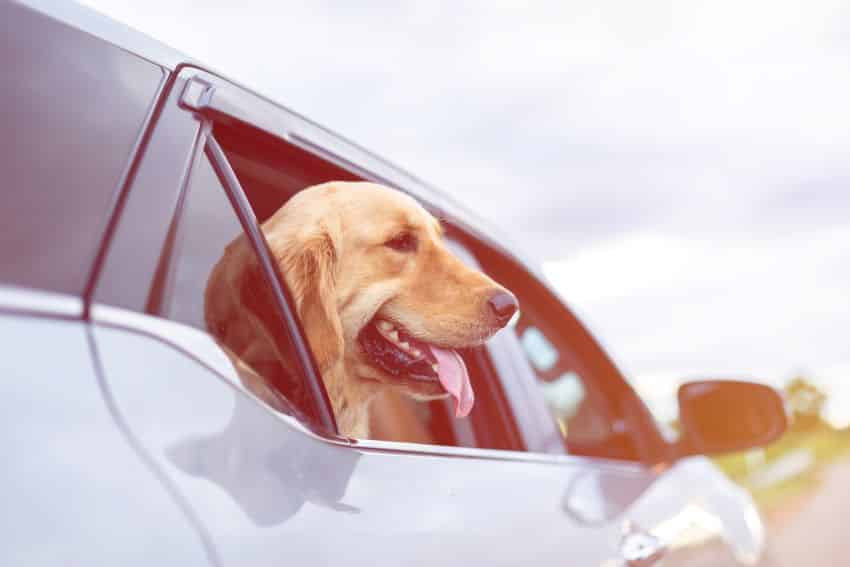Viajar con tu perro en coche